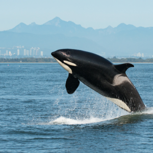 What you need to know before going to see killer whales