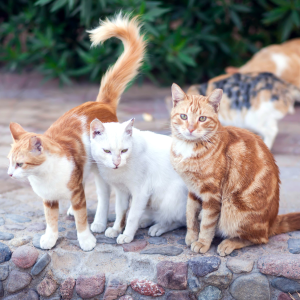 Cómo hacer una gestión ética de los animales urbanos: El ejemplo de Barcelona