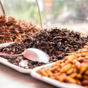 Insects: the food of the future?