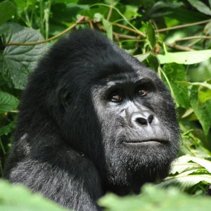 Ecoturism: a lifesaver for mountain gorillas