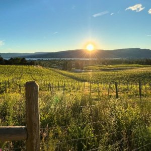 Wine culture in the Okanagan Valley in Canada