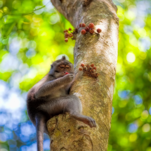 How tiny monkeys are tackling deforestation in Bolivia