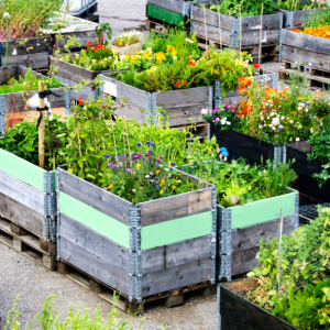 6 Tips for creating an urban garden