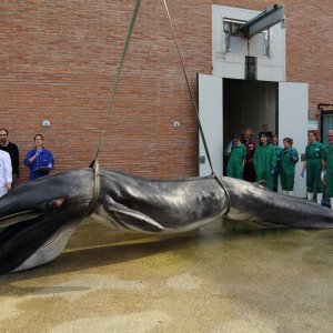 Un grupo de la Universidad Autónoma de Barcelona determina la principal causa de muerte de los cetáceos del mediterráneo