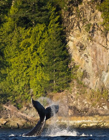 Tofino