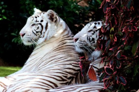 Loro Parque