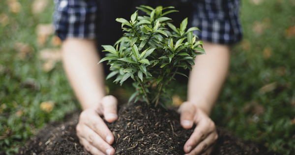 Planting Trees A Real Impact Initiative Biosphere Sustainable 9324