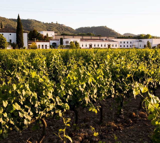 Bodegues Sumarroca