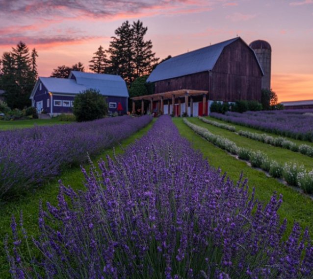 Apple Hill Lavender