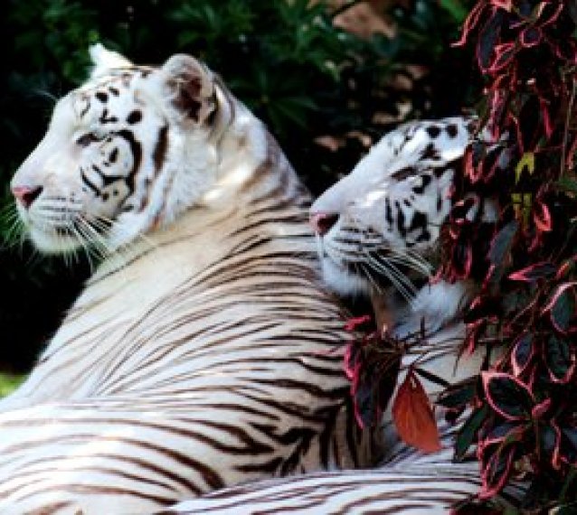 Loro Parque