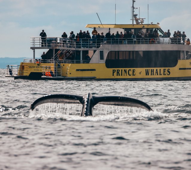 Prince of Whales