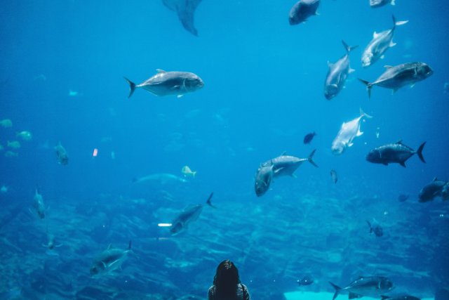 公园 - 水族馆和动物园