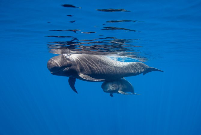 Tenerife