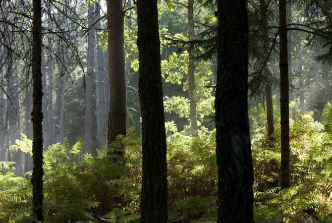 Reserva da Biosfera Transfronteiriça Meseta Ibérica