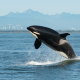 Lo que tienes que saber antes de ir a ver orcas